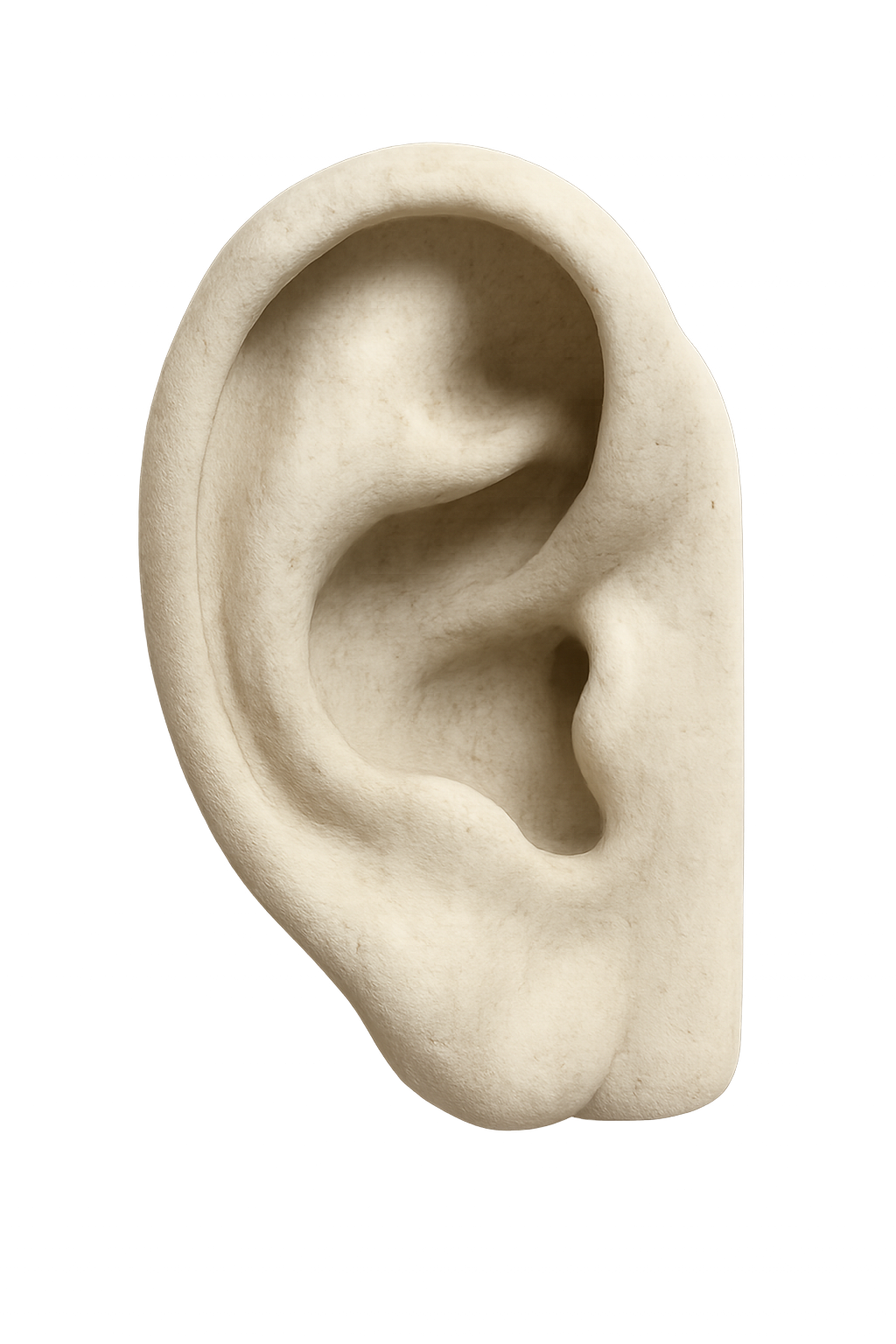 Ohr - Anatomische Skulptur